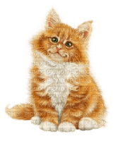 Gato angora amarillo - png gratis