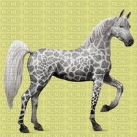 un cheval leopard - png gratuito