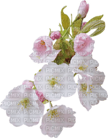 Spring Blossom - ilmainen png