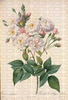 rosa blanca - nemokama png