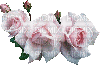 rosas brancas - GIF animado grátis