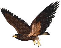 Kaz_Creations Birds Bird Hawk - png ฟรี