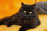 fundo cat gato preto - png gratuito