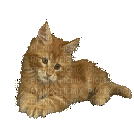 Кот - 無料のアニメーション GIF