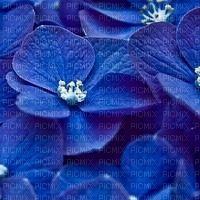 Royal Blue Flowers - Free PNG