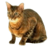 cat - Бесплатный анимированный гифка