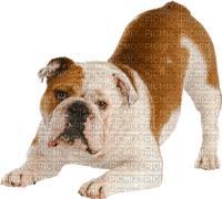 Bulldog - PNG gratuit