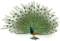 pavo real - ilmainen png