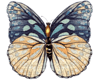 butterfly Bb2 - png grátis