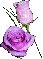flowers __flowers_rose__++BLUE DREAM 70 - Free animated GIF