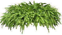 Arbusto  hojas verdes - Бесплатни анимирани ГИФ