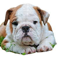 Bulldog - png grátis