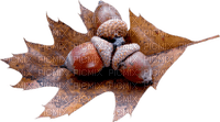 acorns  Bb2 - besplatni png