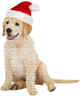 Kaz_Creations Animals Dog Pup Christmas - zdarma png