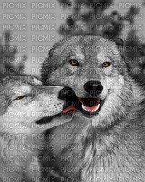 Kaz_Creations Animals Wolves - png grátis