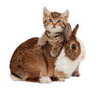 rabbit and cat by nataliplus - 免费PNG