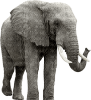 Kaz_Creations Elephant - besplatni png