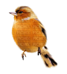 fågel---bird - zdarma png