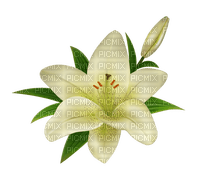 Lily Flower - PNG gratuit