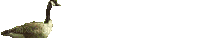 cygne - Ilmainen animoitu GIF