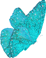 turquoise butterfly - Gratis geanimeerde GIF
