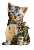 chaton souris bon mardi - 無料のアニメーション GIF
