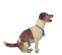 Chien.Dog.Perro.Victoriabea - Free animated GIF
