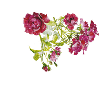 flowers two katrin - δωρεάν png