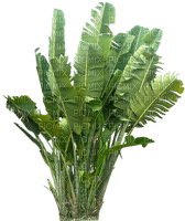 Tropical.Plants.plante.Deco.Victoriabea - PNG gratuit