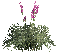 fleurs HD - Nemokamas animacinis gif