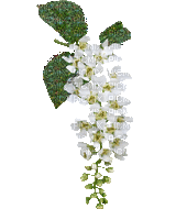 hanging flower gif - Besplatni animirani GIF