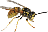 Kaz_Creations Insect Wasp - PNG gratuit