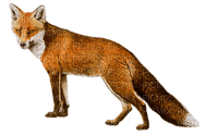 Kaz_Creations Fox - ilmainen png