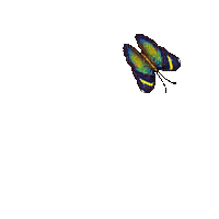 Schmetterling/Butterfly - Безплатен анимиран GIF