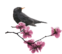 Black Bird on Spring Blossoms Branches Flowers