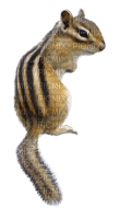 squirrel katrin - besplatni png