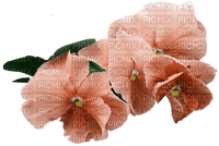 apricot-flowers - PNG gratuit