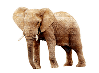 elephant, elefantti - PNG gratuit