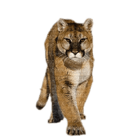 mountain lion bp - Free PNG