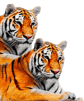 tiger  by nataliplus - 免费PNG