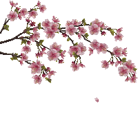 rama flores gif dubravka4 - Bezmaksas animēts GIF