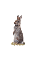 Hare - bezmaksas png