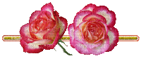 rosas - GIF animé gratuit