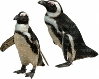 pinguino - бесплатно png