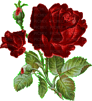 розы - GIF animate gratis