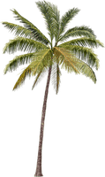 palmera - png grátis
