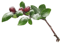 vinter-bär-blomma - kostenlos png