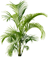 planta - PNG gratuit