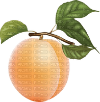 apricot Bb2 - PNG gratuit