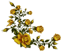 gold rose dubravka4 - bezmaksas png